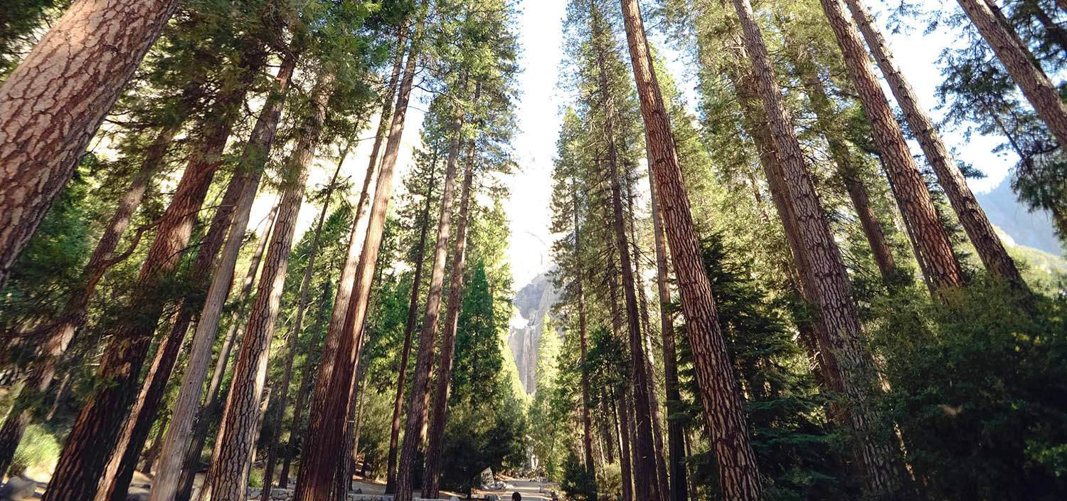 Batterier av träd kan driva elbilar